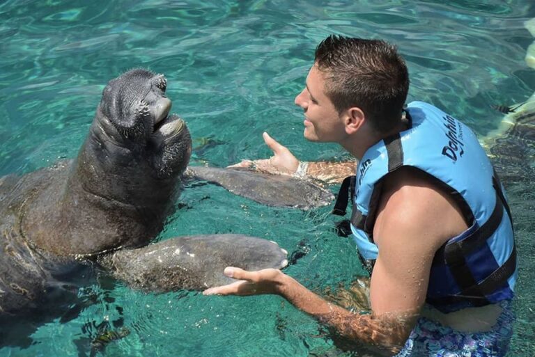 manatee encounter cozumel 768x513